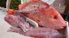 Cleaning Big Red Snapper How To Fillet